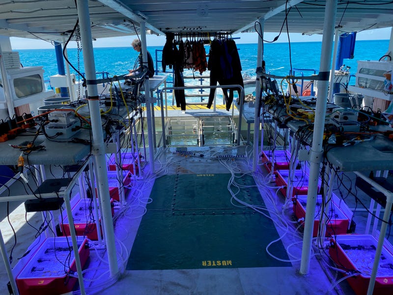 Dr. Cunning traveled to Florida for two research expeditions on a Shedd research vessel to collect coral fragments. He created and used machines called "Coral Bleaching Automated Stress Systems" - portable, experimental tanks custom-made at Shedd using Coleman party coolers with aquarium chillers, heaters and controllers that precisely manipulate the seawater temperature in each system.