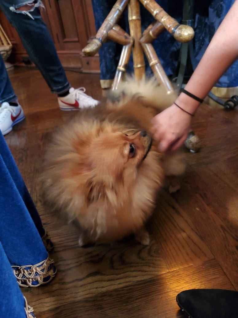 Ozzy Floof