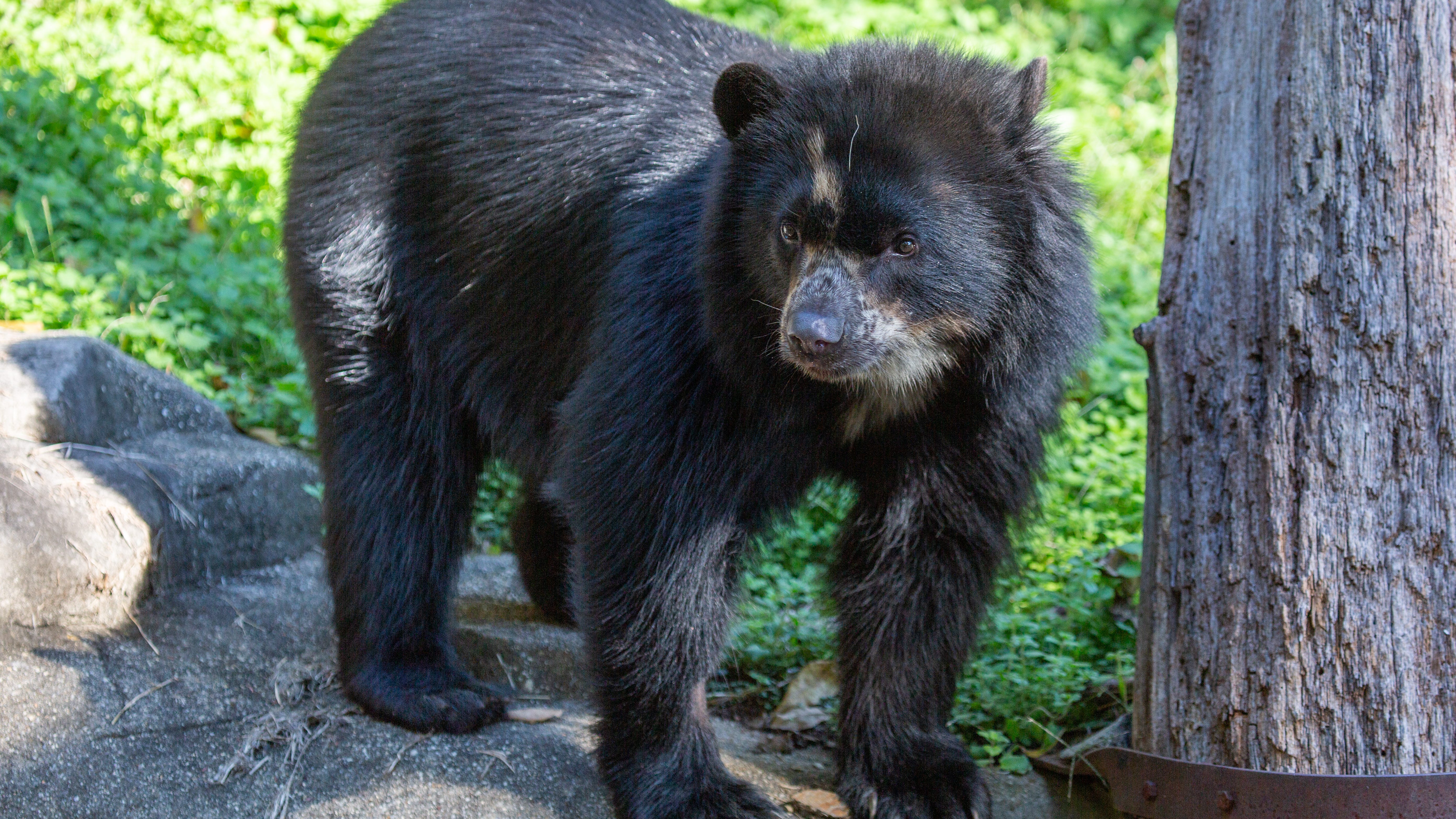 2 rare Andean bear cubs born at Smithsonian’s National Zoo