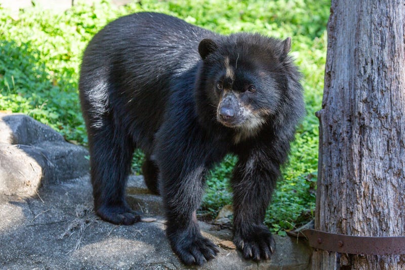 Andean bear.