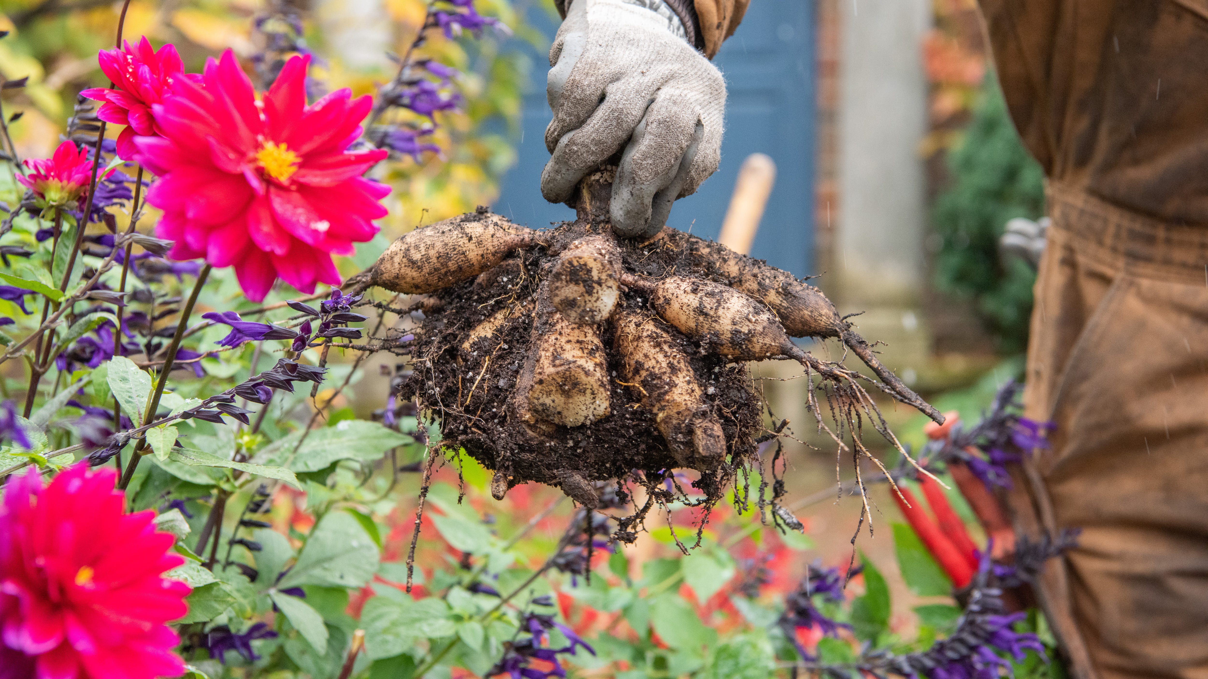 LISTEN: How to store summer bulbs in the fall and winter