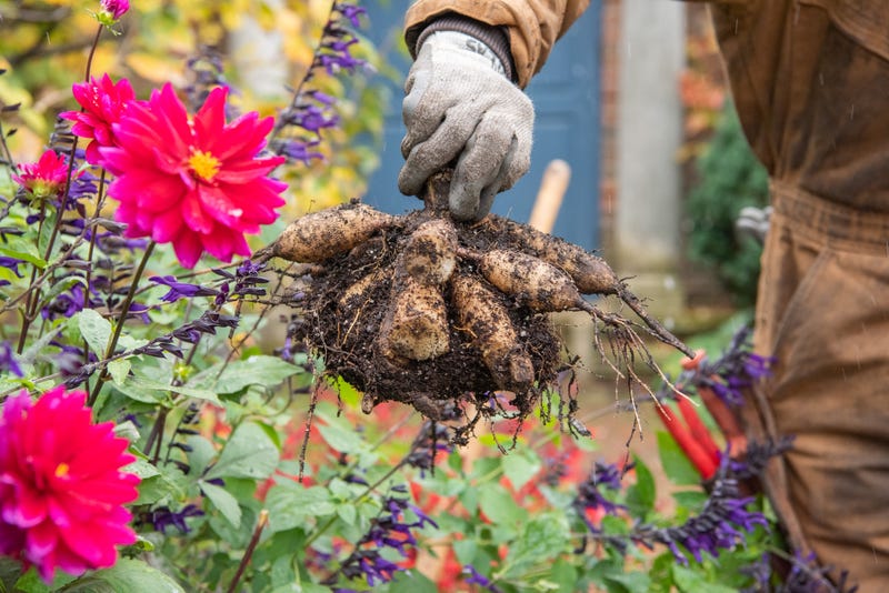 summer bulbs