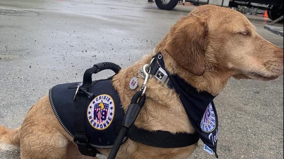 Surfside collapse therapy dog regains ability to walk after flown home to Philly