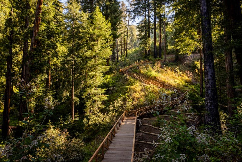 The Pfeiffer Falls Trail in California’s Pfeiffer Big Sur State Park on June 1, 2021. The reopening of the Pfeiffer Falls Trail in 2021 is the first time that this Monterey County hiking trail will be open to the public since the Basin Complex Fire destroyed the popular tourist destination in 2008.