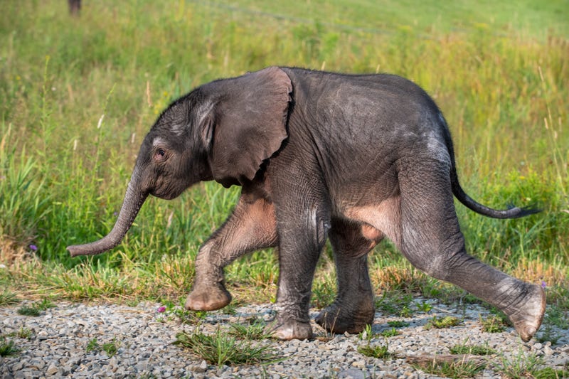 baby elephant