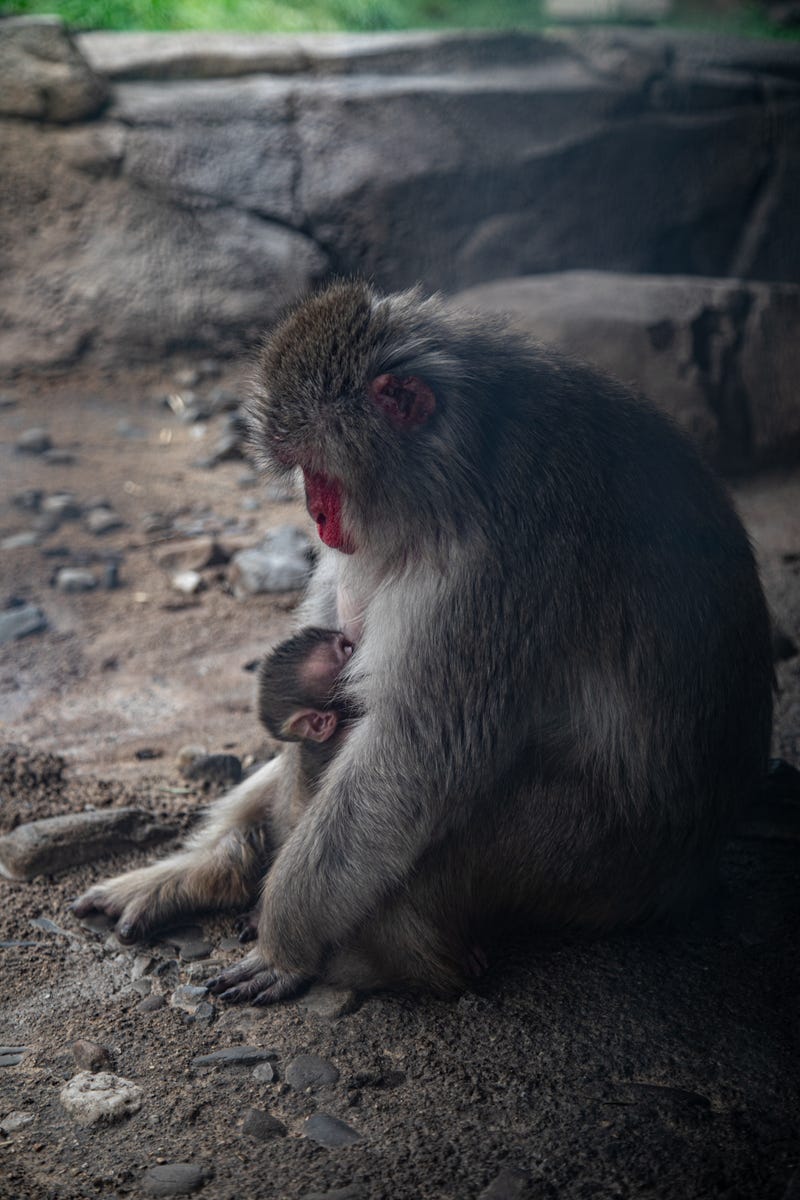 At Regenstein Macaque Forest, Japanese macaque Mito gave birth to a healthy, male infant on Aug. 3 as part of the Japanese Macaque Species Survival Plan.