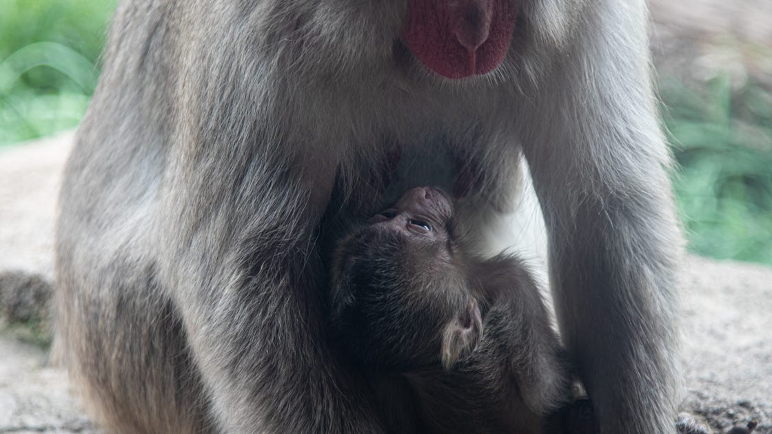 Bundles of Joy: Lincoln Park Zoo welcomes new arrivals