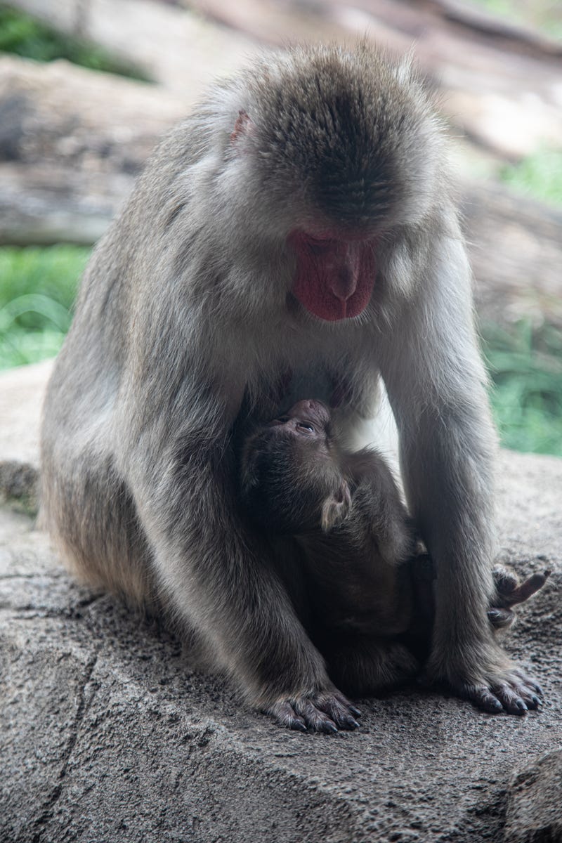 At Regenstein Macaque Forest, Japanese macaque Mito gave birth to a healthy, male infant on Aug. 3 as part of the Japanese Macaque Species Survival Plan.