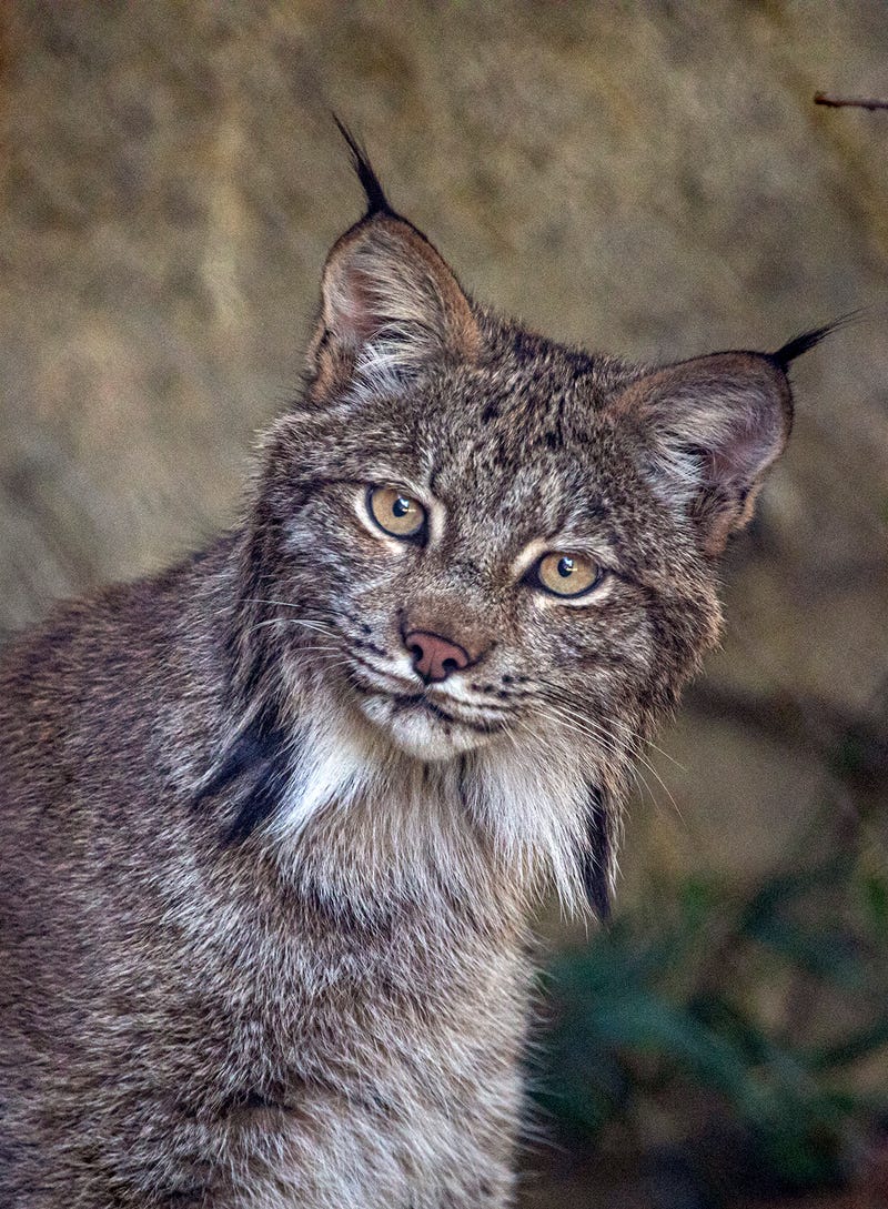 Joining the zoo is a pride of lions, including one male and three females, two red pandas, two Canada lynx, and two snow leopards.
