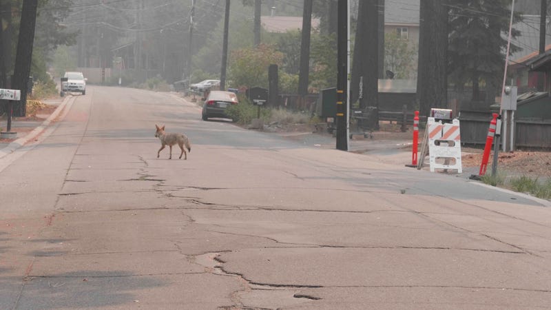 A coyote roams a South Lake Tahoe neighborhood that had been evacuated due to the Caldor Fire.