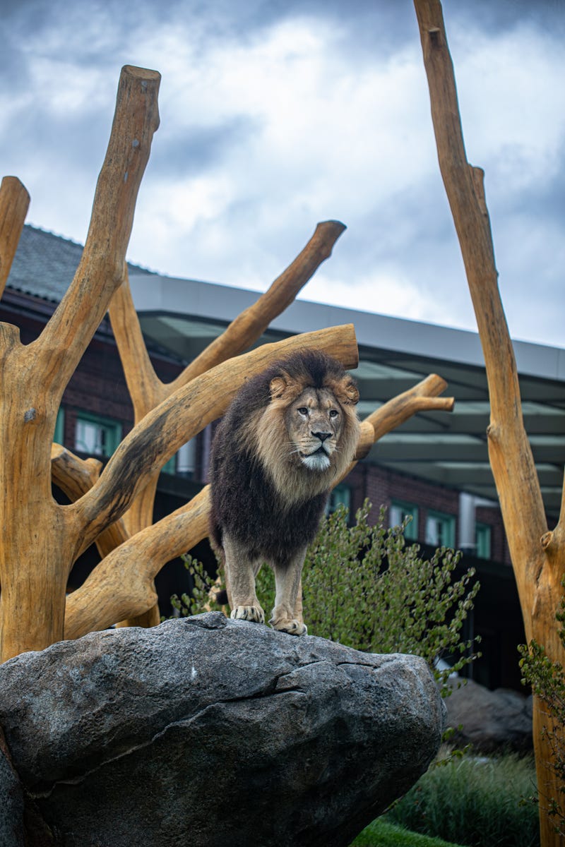 The new pride includes a 3-year-old male lion, Jabari, from Blank Park Zoo in Des Moines, Iowa.