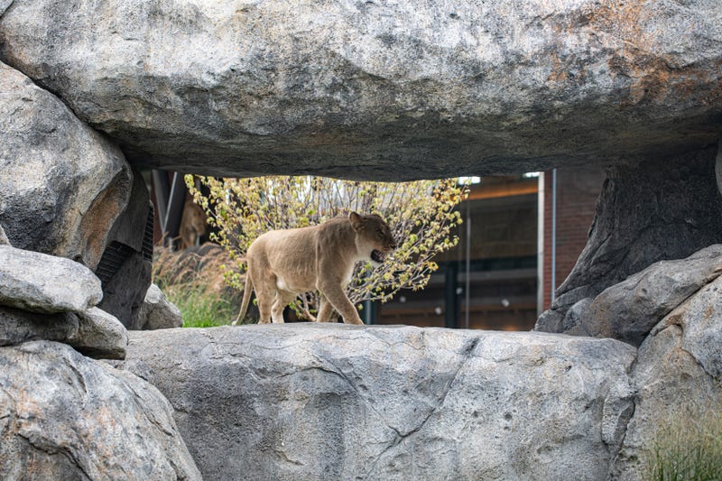 Pepper Family Wildlife Center is home to a pride of lions, including one male and three females, two red pandas, two Canada lynx, and two snow leopards.