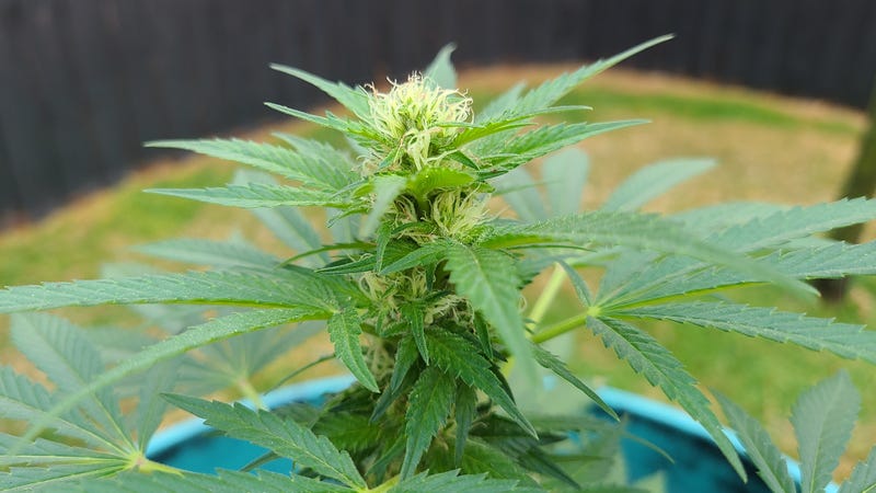 City of Denton considering marijuana enforcement change