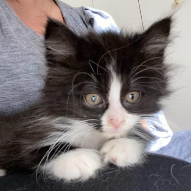 Mint Chip & Rum Raisin are 2-month-old (almost 3-month-old), male Domestic Longhair kittens. They each weigh around 2.6 pounds.
