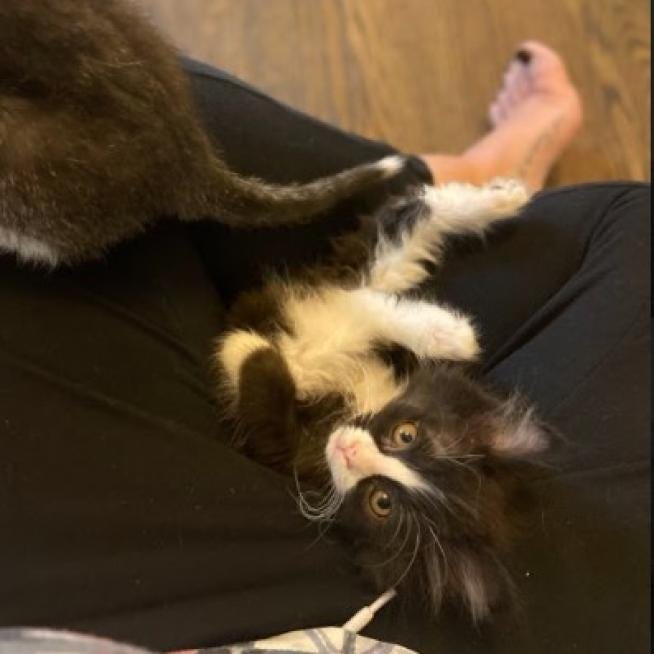 Mint Chip & Rum Raisin are 2-month-old (almost 3-month-old), male Domestic Longhair kittens. They each weigh around 2.6 pounds.