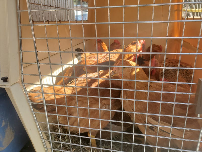 Chicken rescue