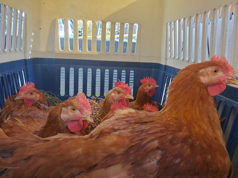 Chicken rescue