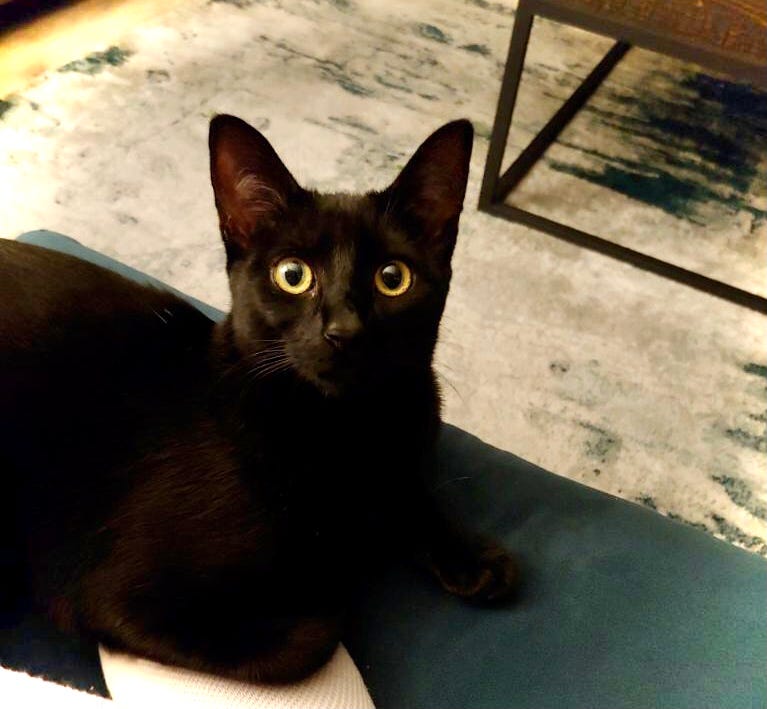 Cats