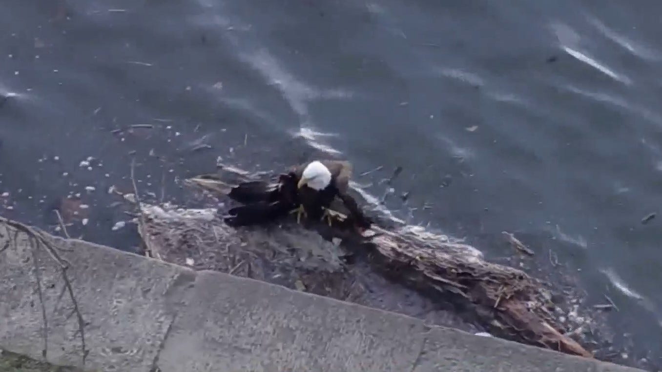 Bald eagle dies after rescue from Schuylkill River in Fairmount Park