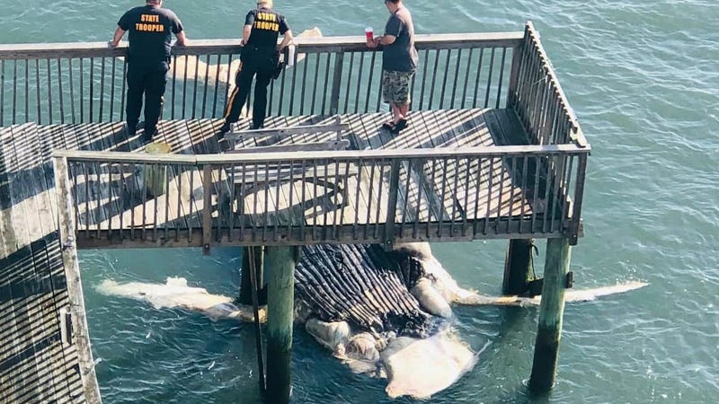 A dead whale was discovered Sunday morning, stuck underneath a dock in the Hereford Inlet. 