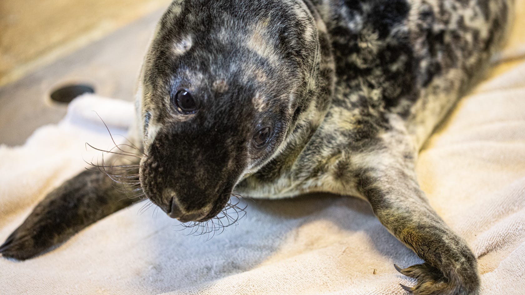 Meet Fisher: Adorable grey seal pup born at Lincoln Park Zoo [PHOTOS HERE]
