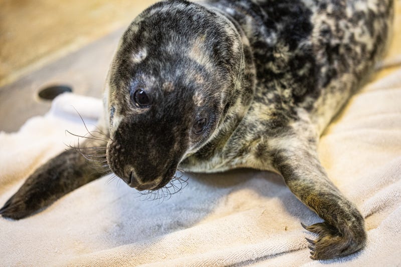 Lincoln Park Zoo is excited to share the arrival of a flippered addition. On January 26, 8-year-old grey seal Jersey gave birth to a healthy, male pup.