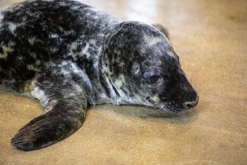 Lincoln Park Zoo is excited to share the arrival of a flippered addition. On January 26, 8-year-old grey seal Jersey gave birth to a healthy, male pup.