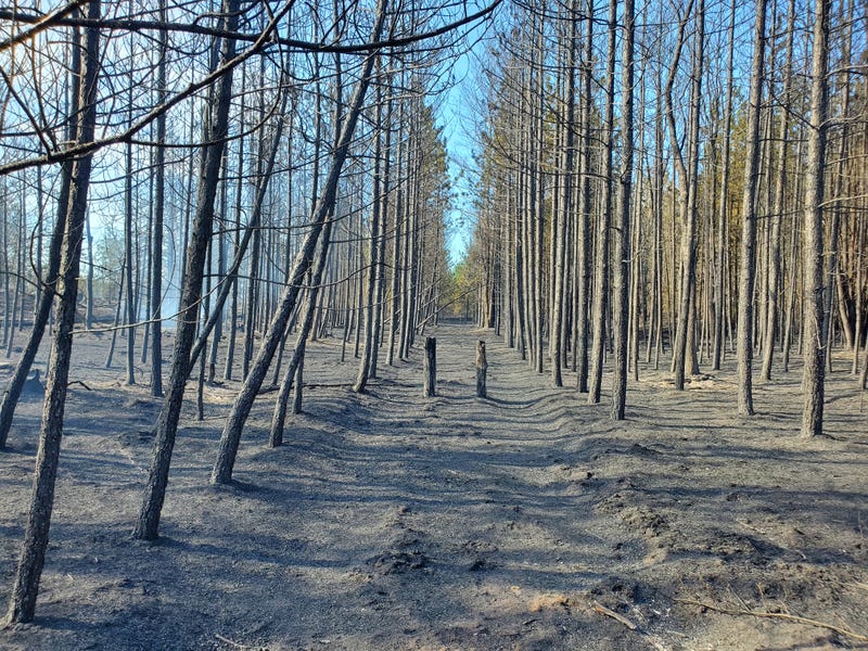 Ashes cover the ground in an area where the Blue Lakes Fire burned.