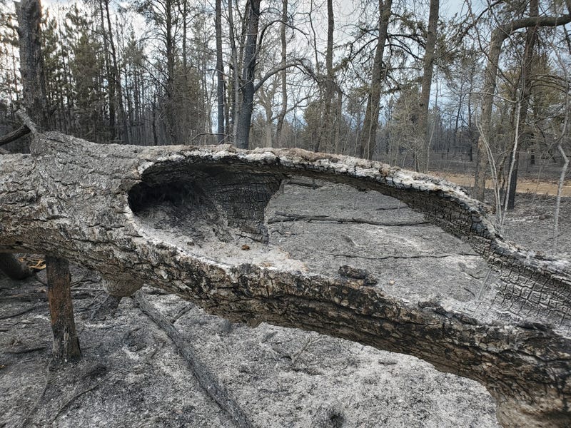 A burned log and ashes remain following the Blue Lakes Fire.