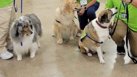Therapy animals help those suffering in Uvalde