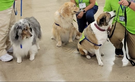 Therapy dogs in Uvalde