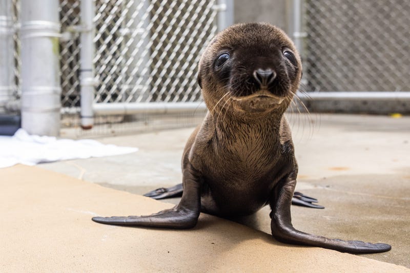Baby sea lion
