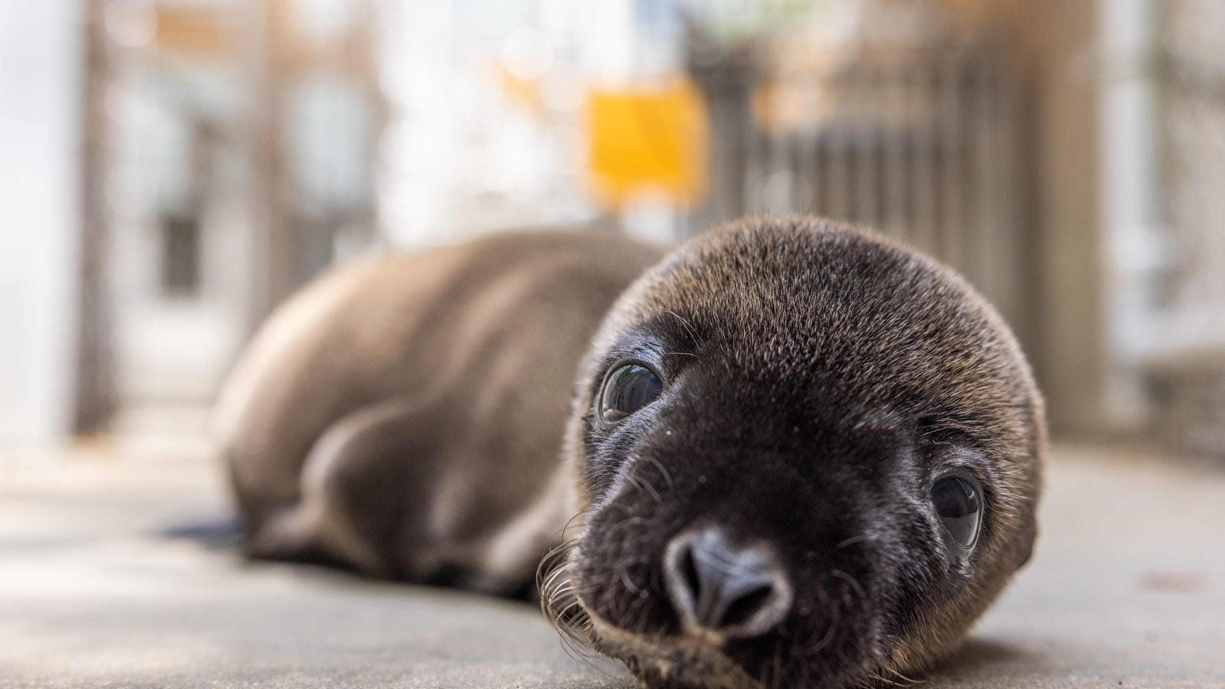 PHOTOS: The cutest sea lions just moved in to Chicago’s Shedd Aquarium