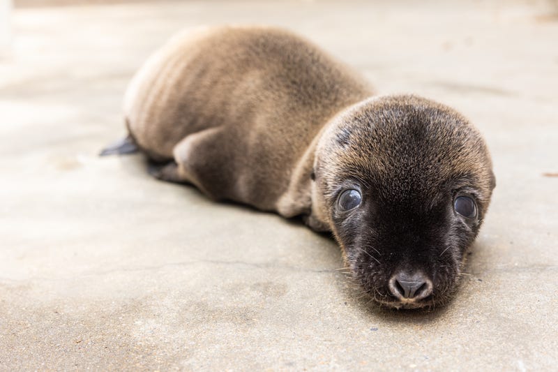 Baby sea lion