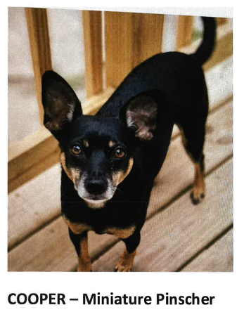 Missing Dog