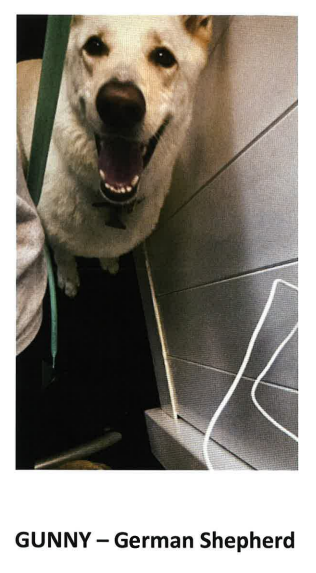 Missing Dog
