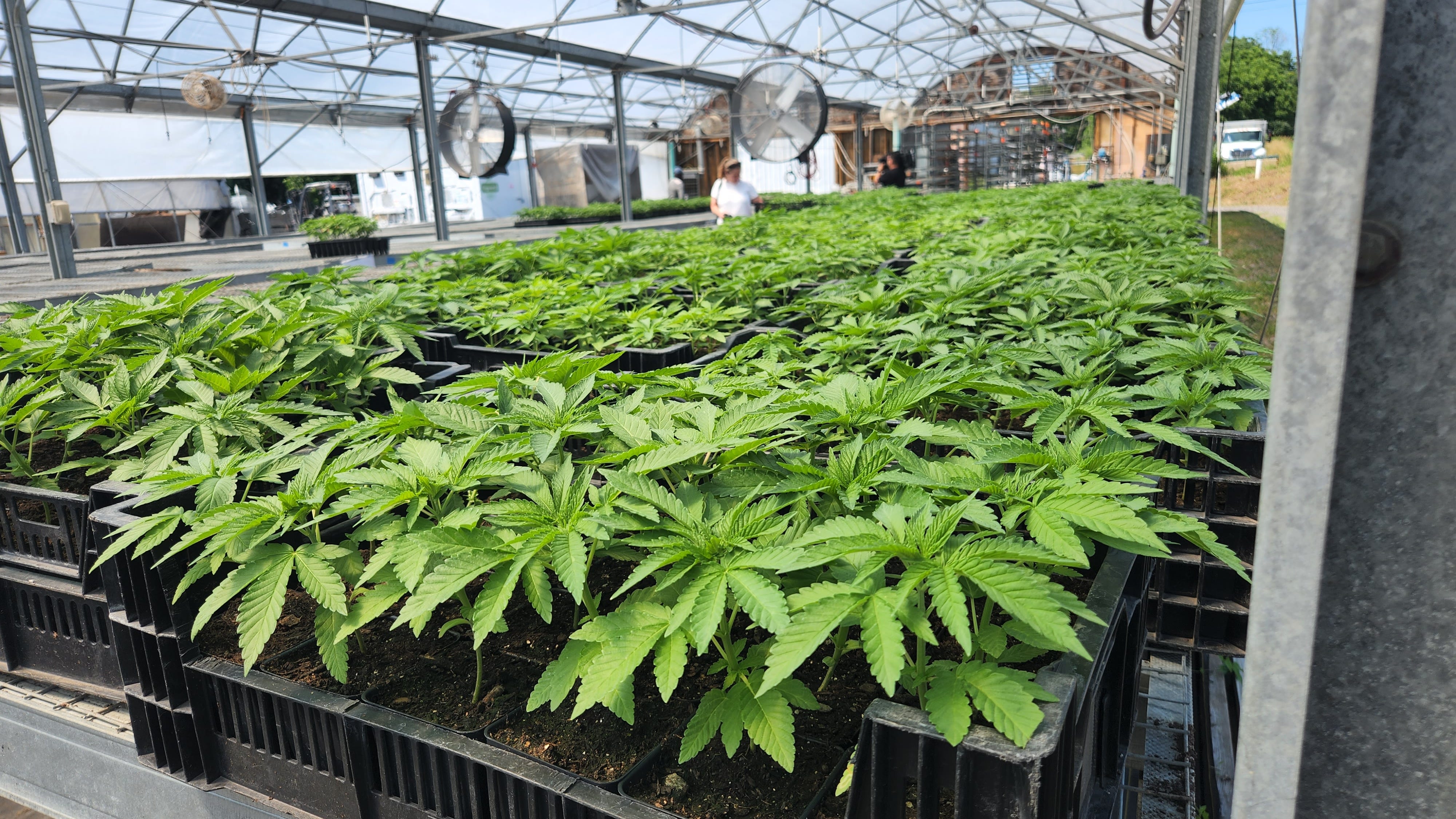 Banks refuse work with NY cannabis companies, threatening state’s equity goals