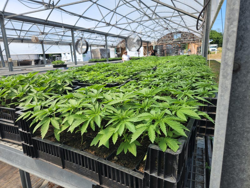 Young cannabis plants await planting in the field at Hepworth Farms.
