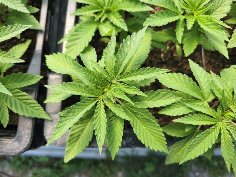Young cannabis plants grows at Hepworth Farms near Poughkeepsie. The family-run, women-owned business anticipates its entire crop will be sold in New York City.