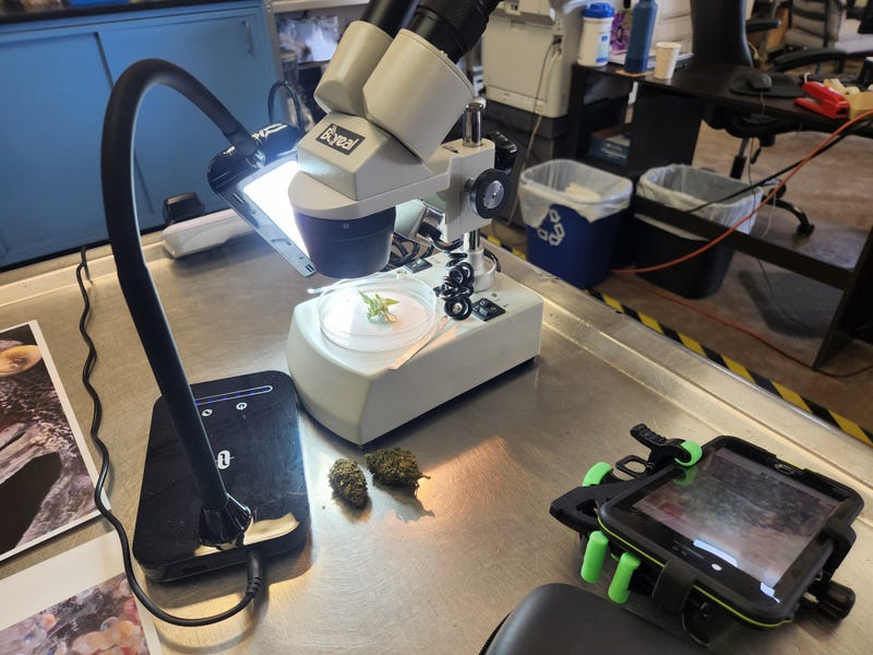 Hepworth Farms started a lab to analyze cannabis THC and CBD content when it started growing hemp in order to facilitate production of CBD wellness products. The same lab will be used to analyze the adult-use cannabis it's growing now.