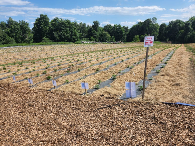 Each license allows for one acre to start. This is half the land the Hepworth's are using for cannabis. They hope the state allows them to expand soon.