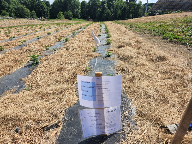 A stake is placed in front of each seedbed with signs identifying the strain of cannabis and Hepworth Farms' grow license.