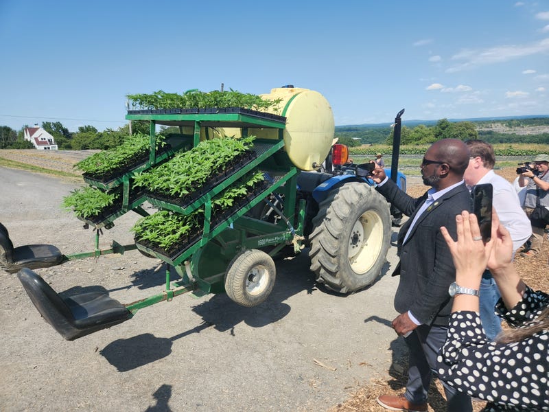 A tractor carrying young marijuana plants is equipped with two seats for farmers to sit in. The tractor will drive between seed beds so the farmers can plant them in the ground.