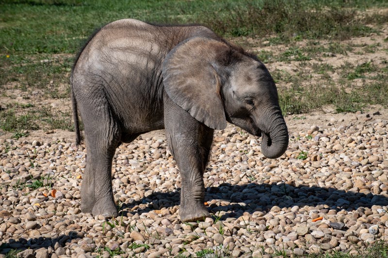 Tsuni the elephant 
