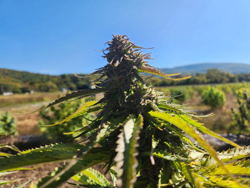 bud