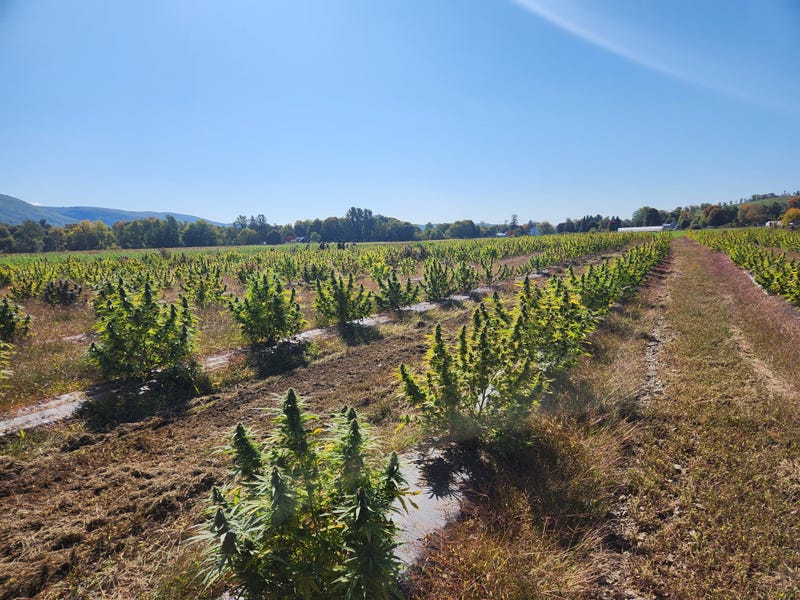 Cannabis almost ready to harvest at Claudine Field Apothecary