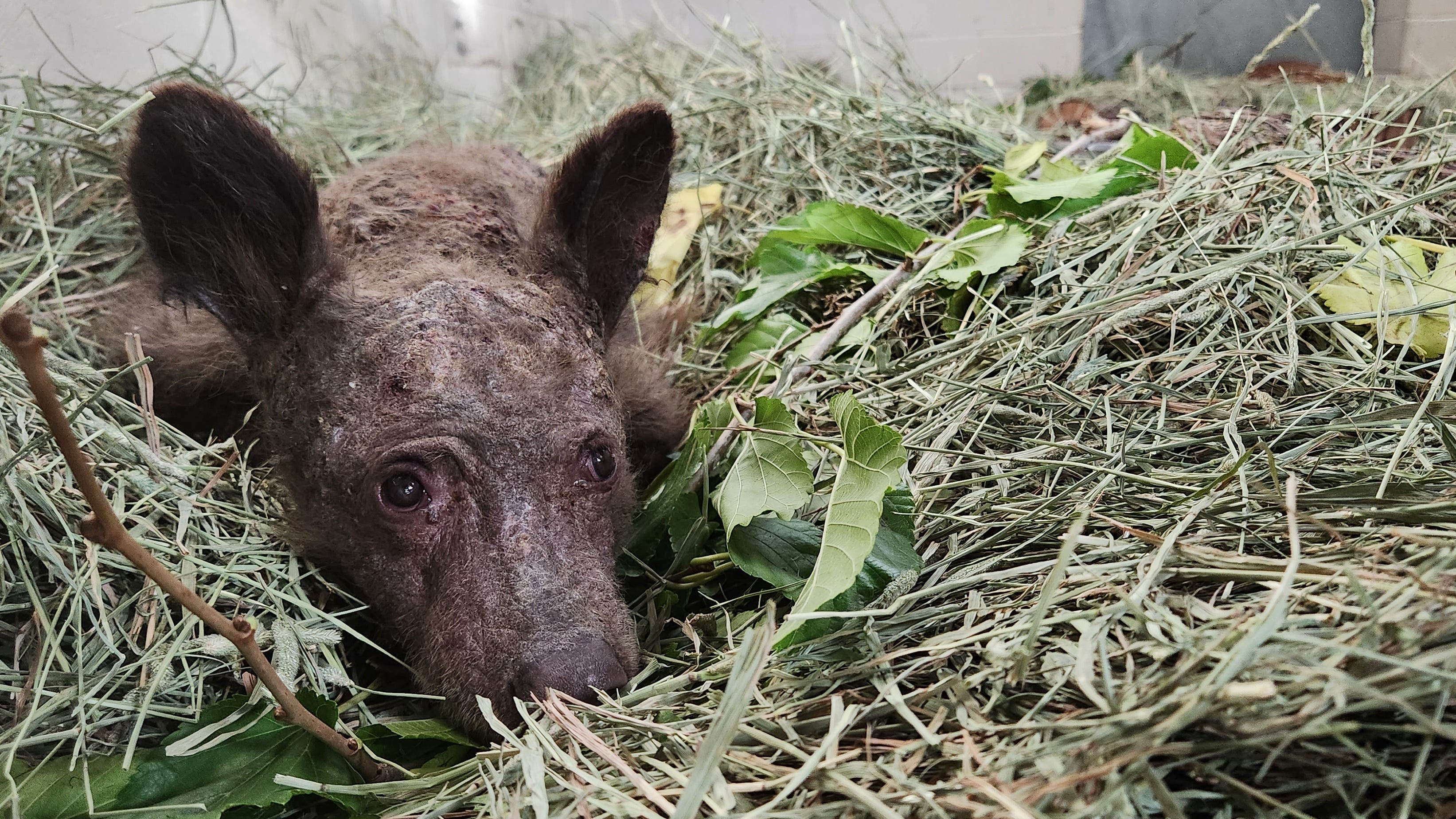 Oakland Zoo curing 'extremely ill' bear cub rescued from Tahoe store