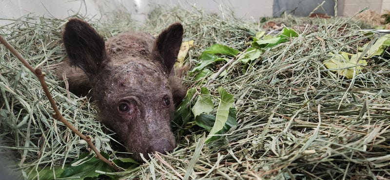 Nixon, seen at the Oakland's Zoo veterinary hospital, is suffering from life-threatening injuries.