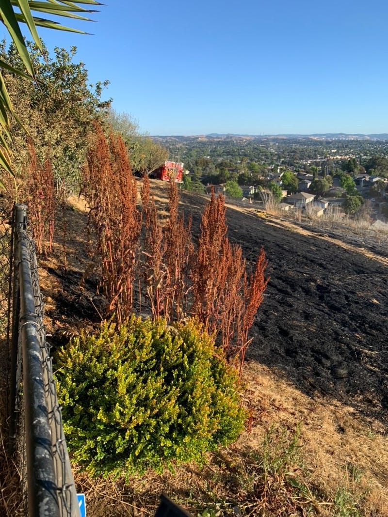 A four-alarm vegetation fire in Vallejo damaged three homes and forced evacuations in the neighborhood, near Skyline Drive. June 15, 2021.