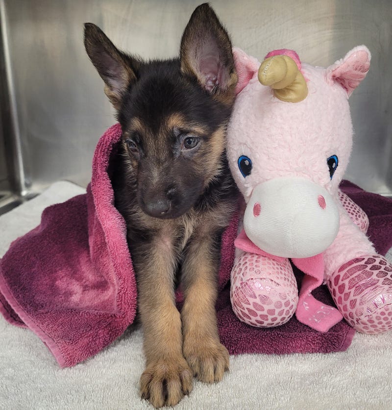 Maverick the puppy has a rare congenital heart defect requiring surgery
